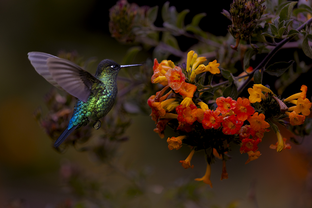 Hummingbird in flight