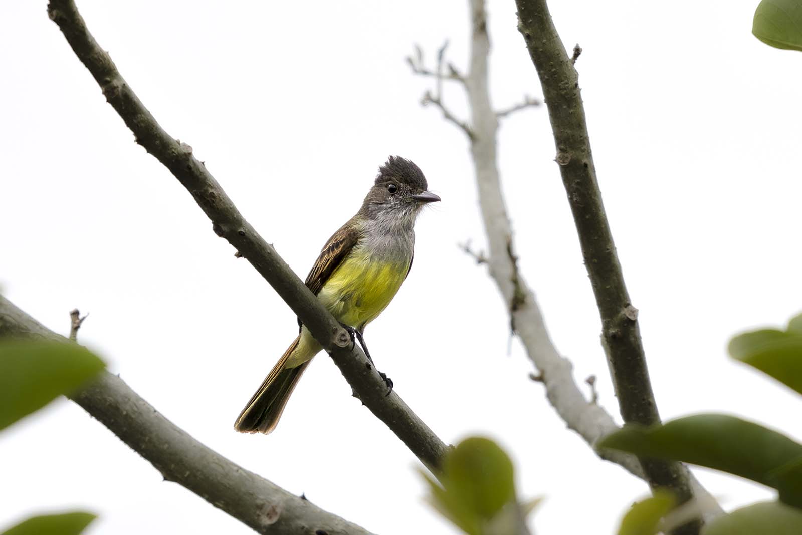 Dusky capped flycatcher