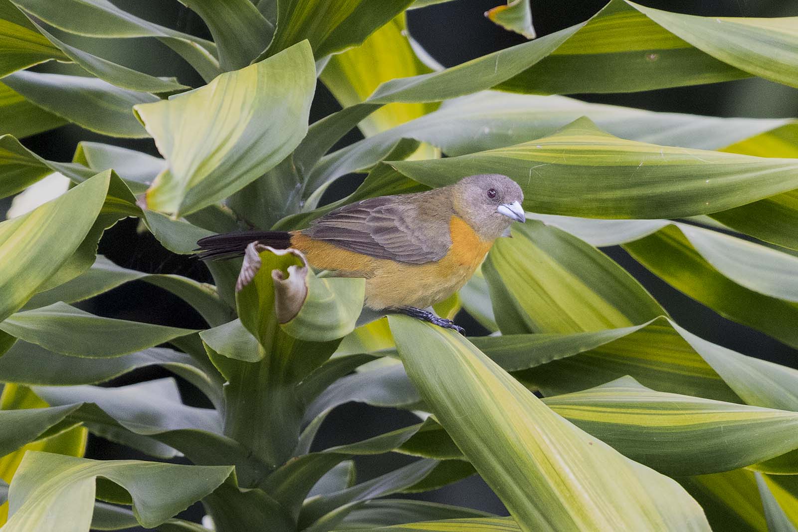Scarlet Rumped tanager (female)