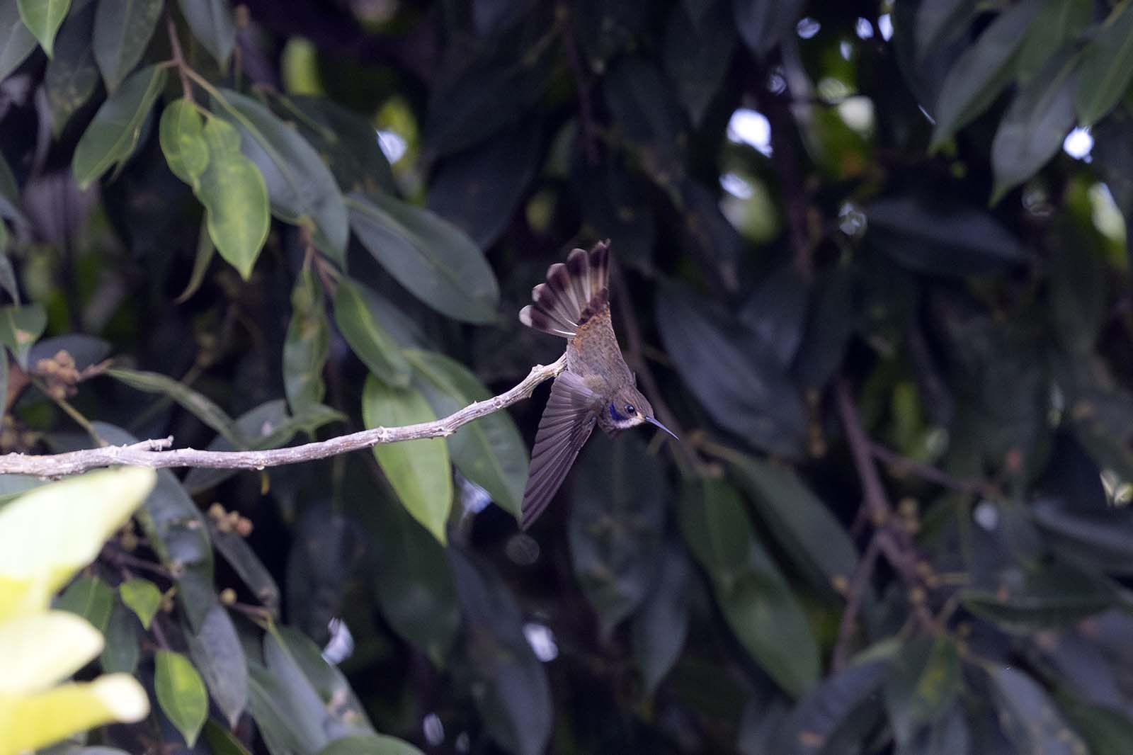Brown Violetear hummingbird