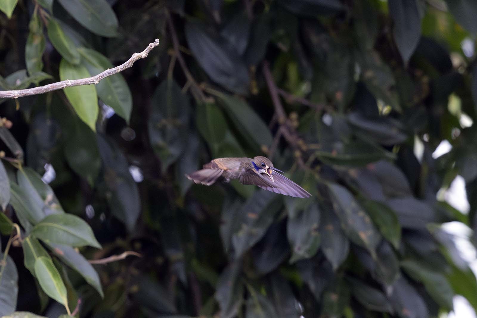 Brown Violetear hummingbird