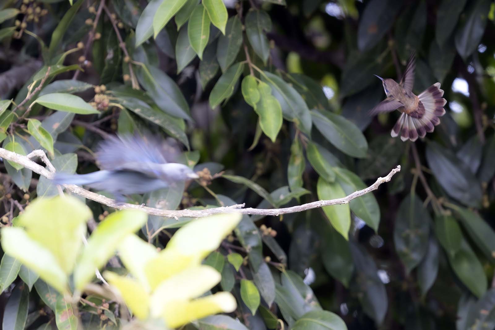 Brown Violetear hummingbird