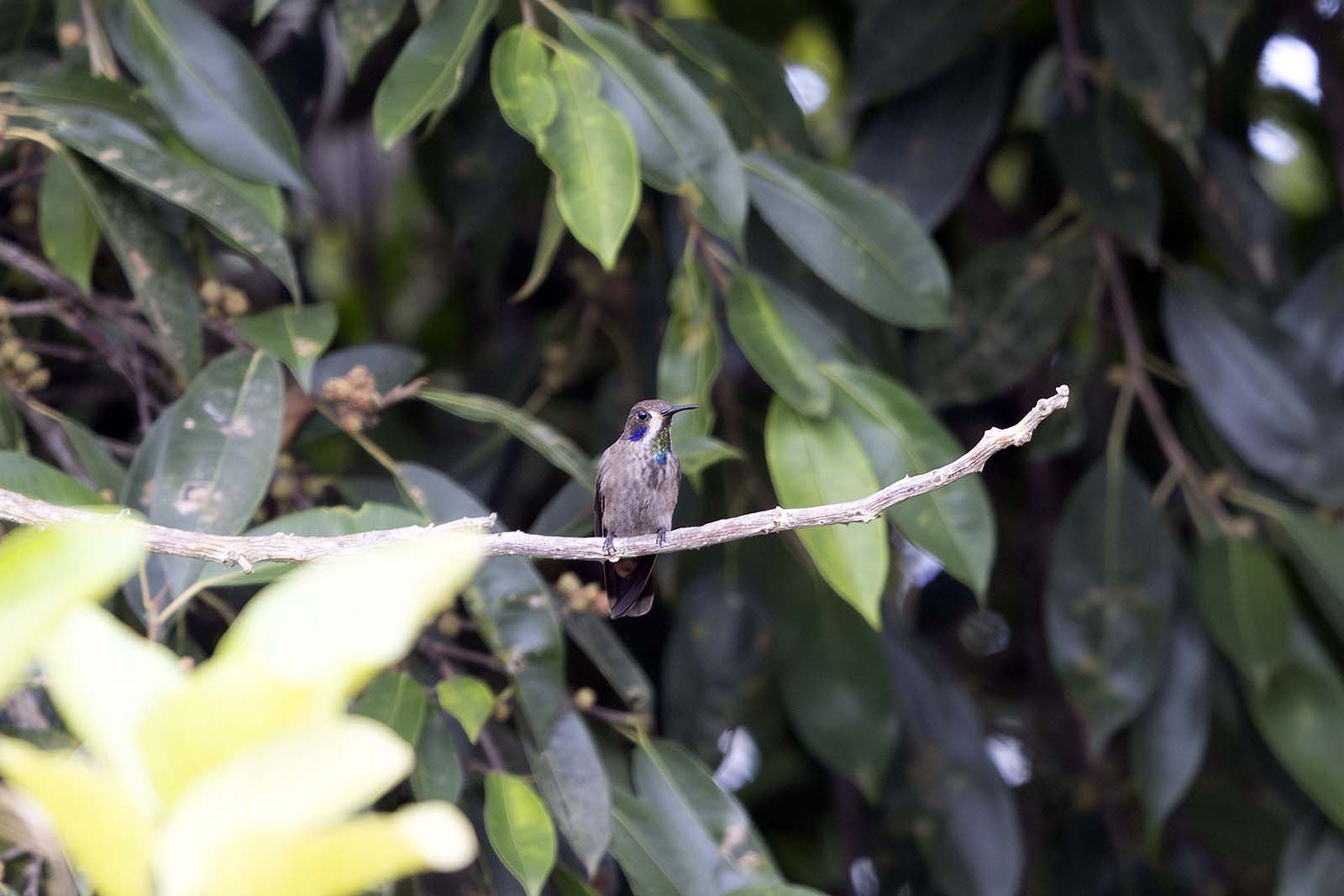 Brown Violetear hummingbird