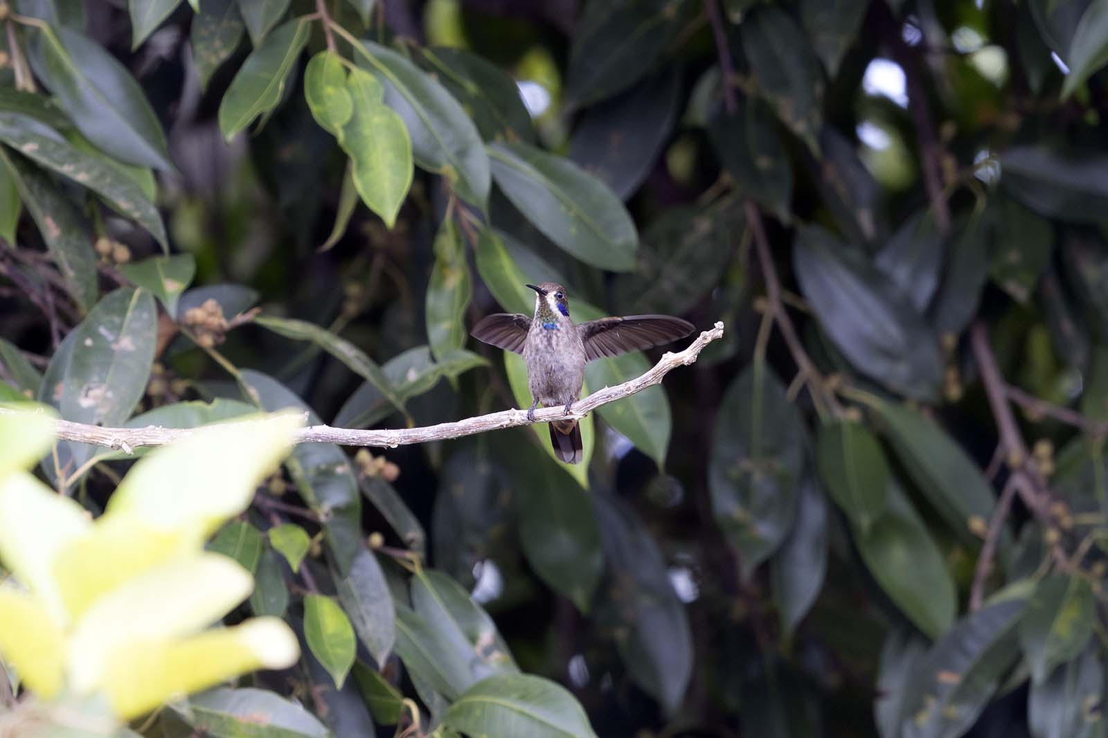 Brown Violetear hummingbird