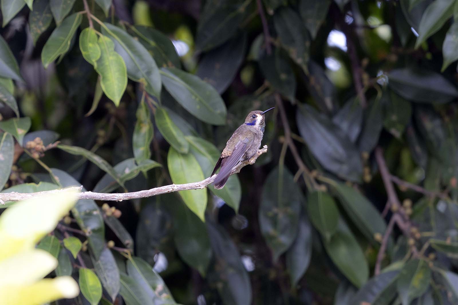 Brown Violetear hummingbird