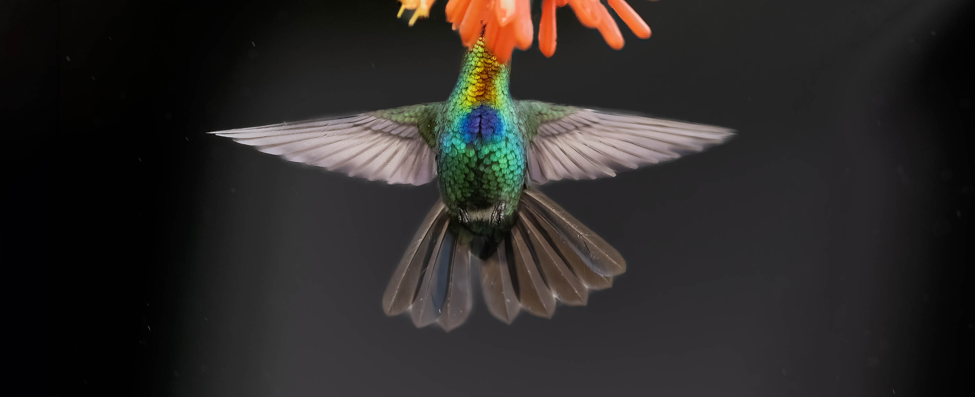 Fiery-Throated Hummingbird