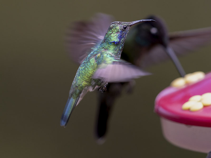 Hummingbird in flight