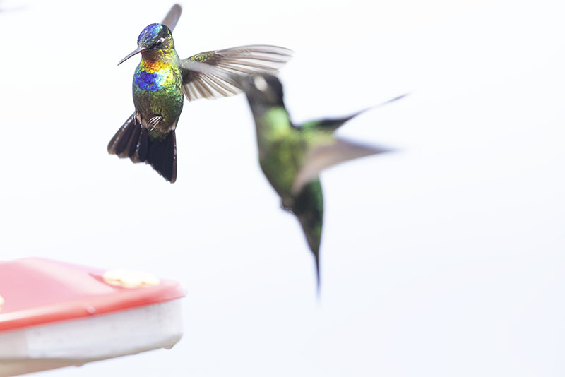 Hummingbird in flight