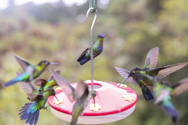 Hummingbird in flight