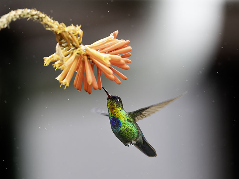 Hummingbird in flight