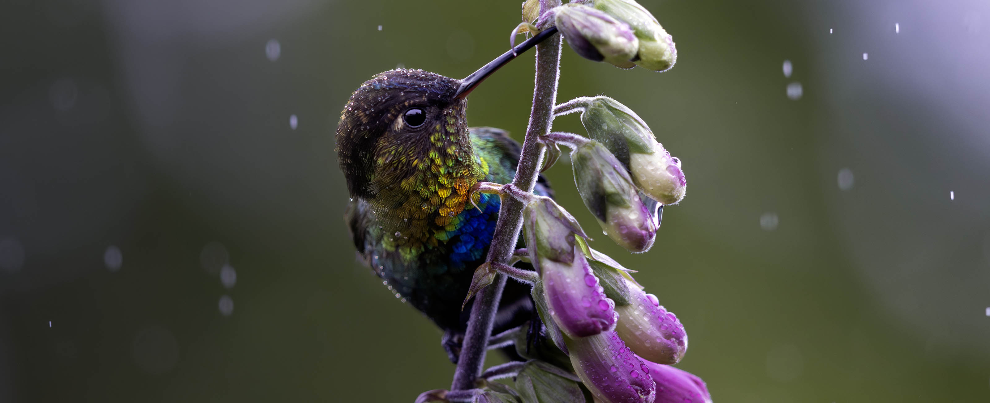 Fiery-Throated Hummingbird