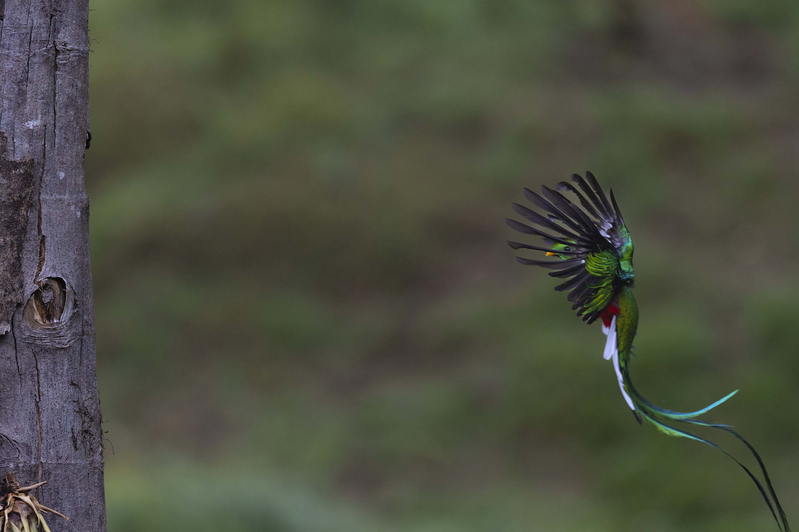 Resplendent Quetzal flight sequence, frame 1