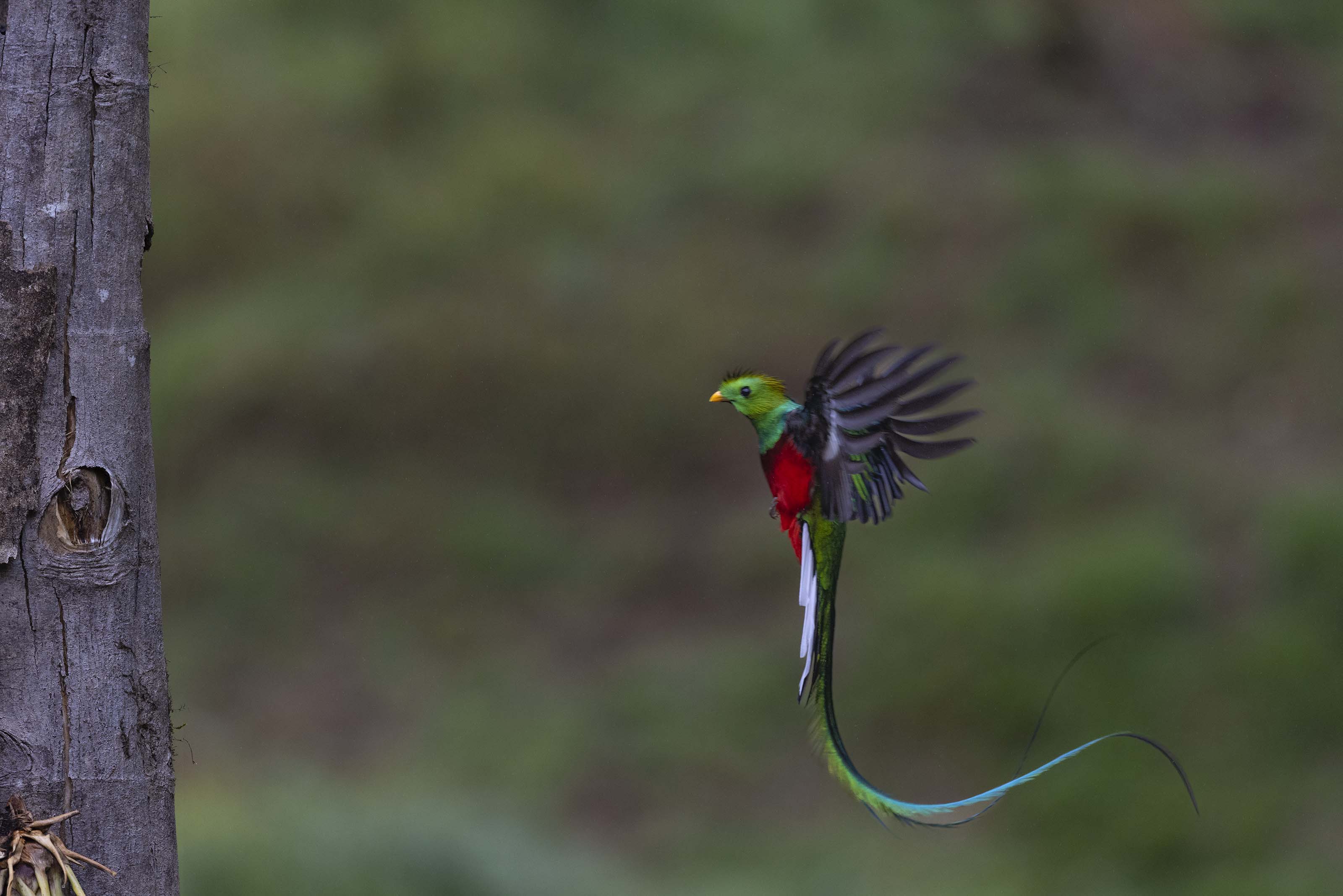 Resplendent Quetzal flight sequence, frame 2
