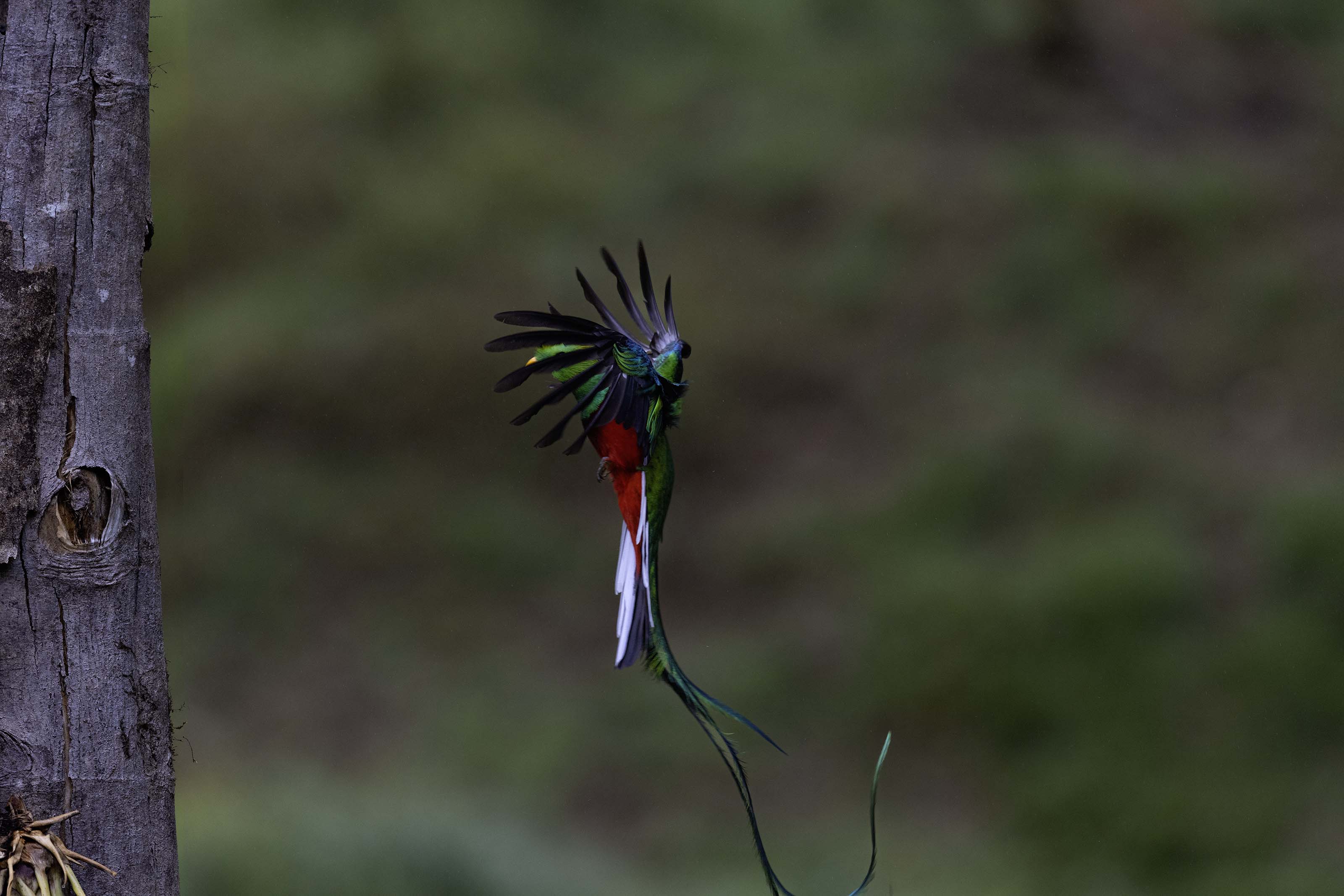 Resplendent Quetzal flight sequence, frame 3