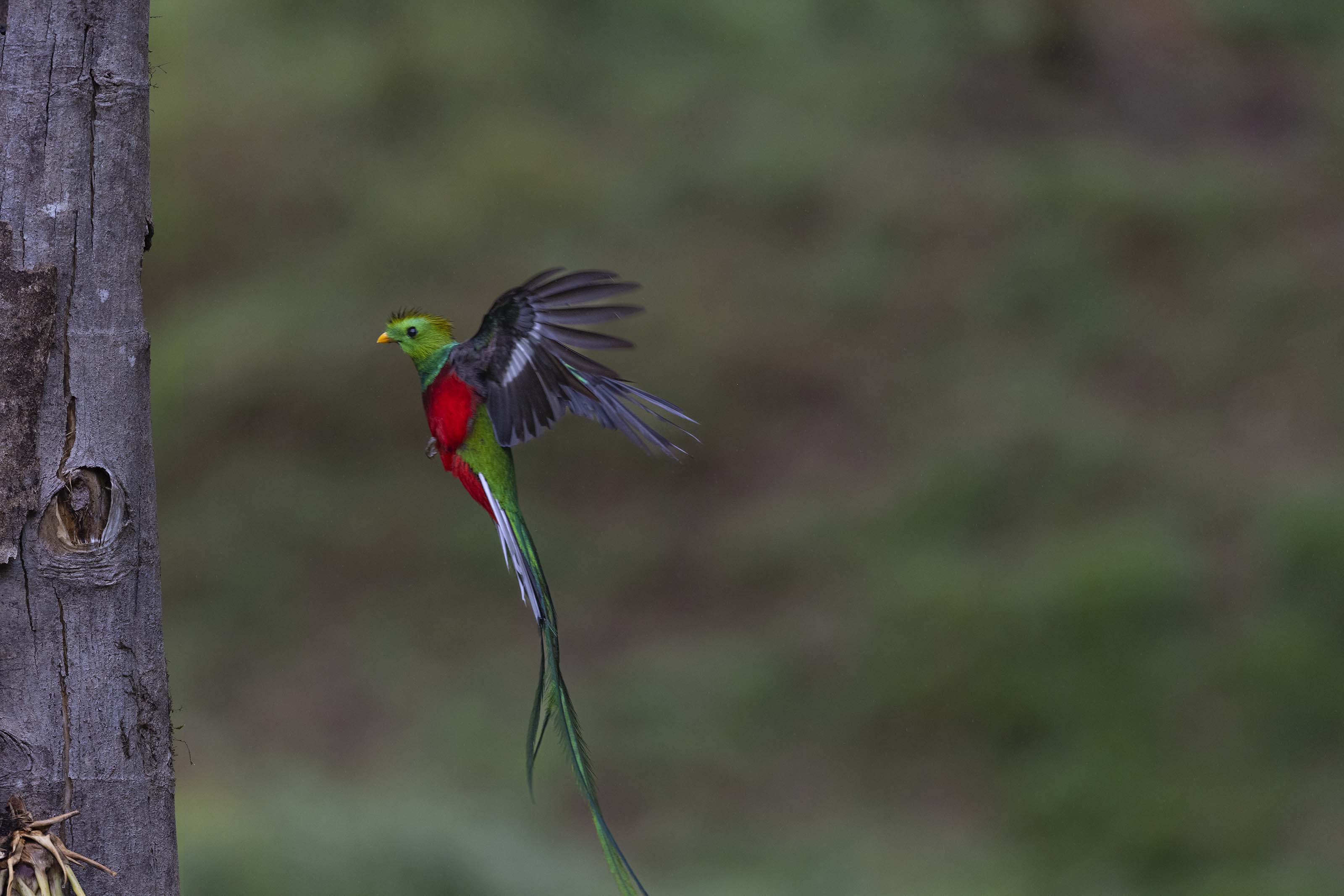 Resplendent Quetzal flight sequence, frame 4