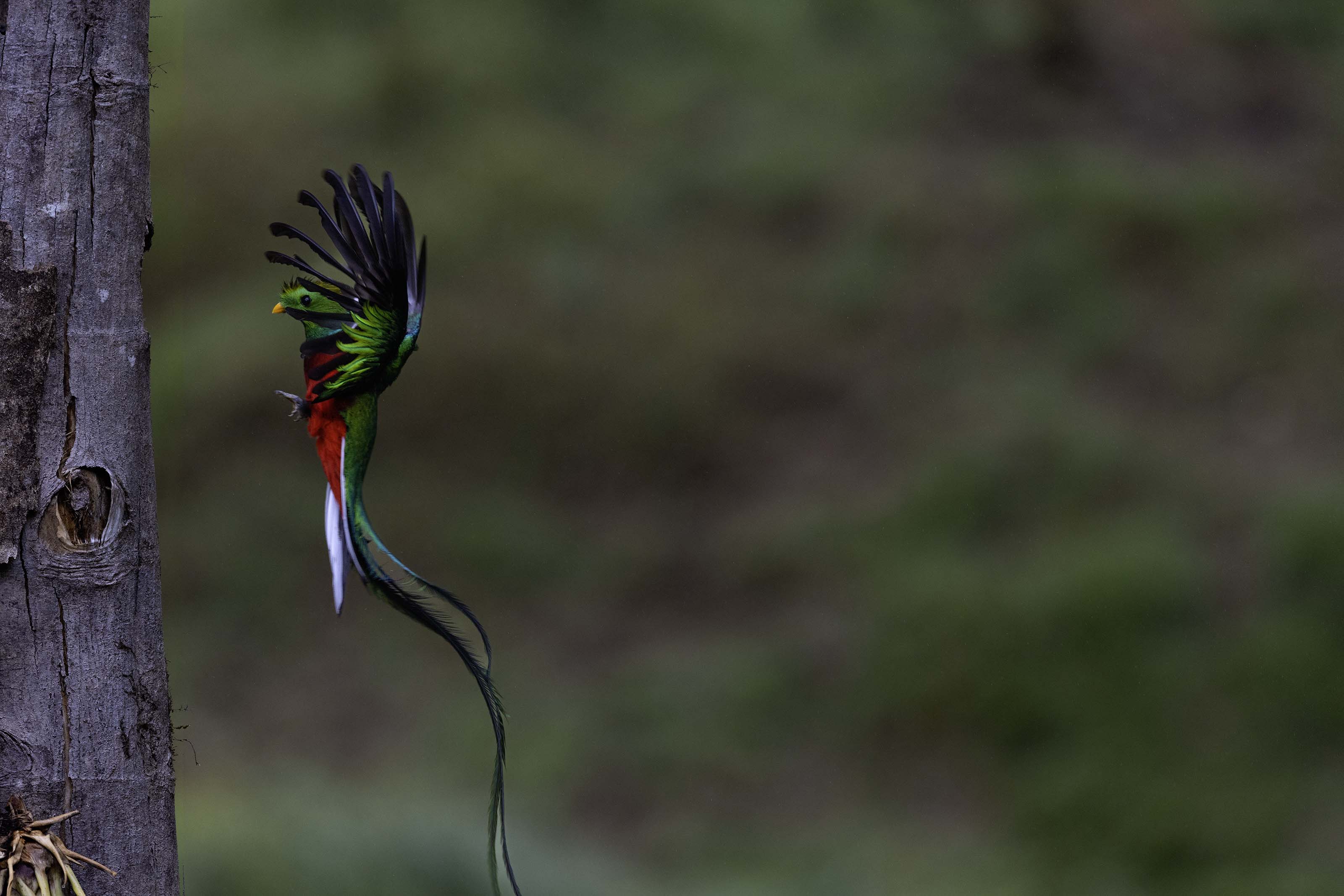 Resplendent Quetzal flight sequence, frame 5