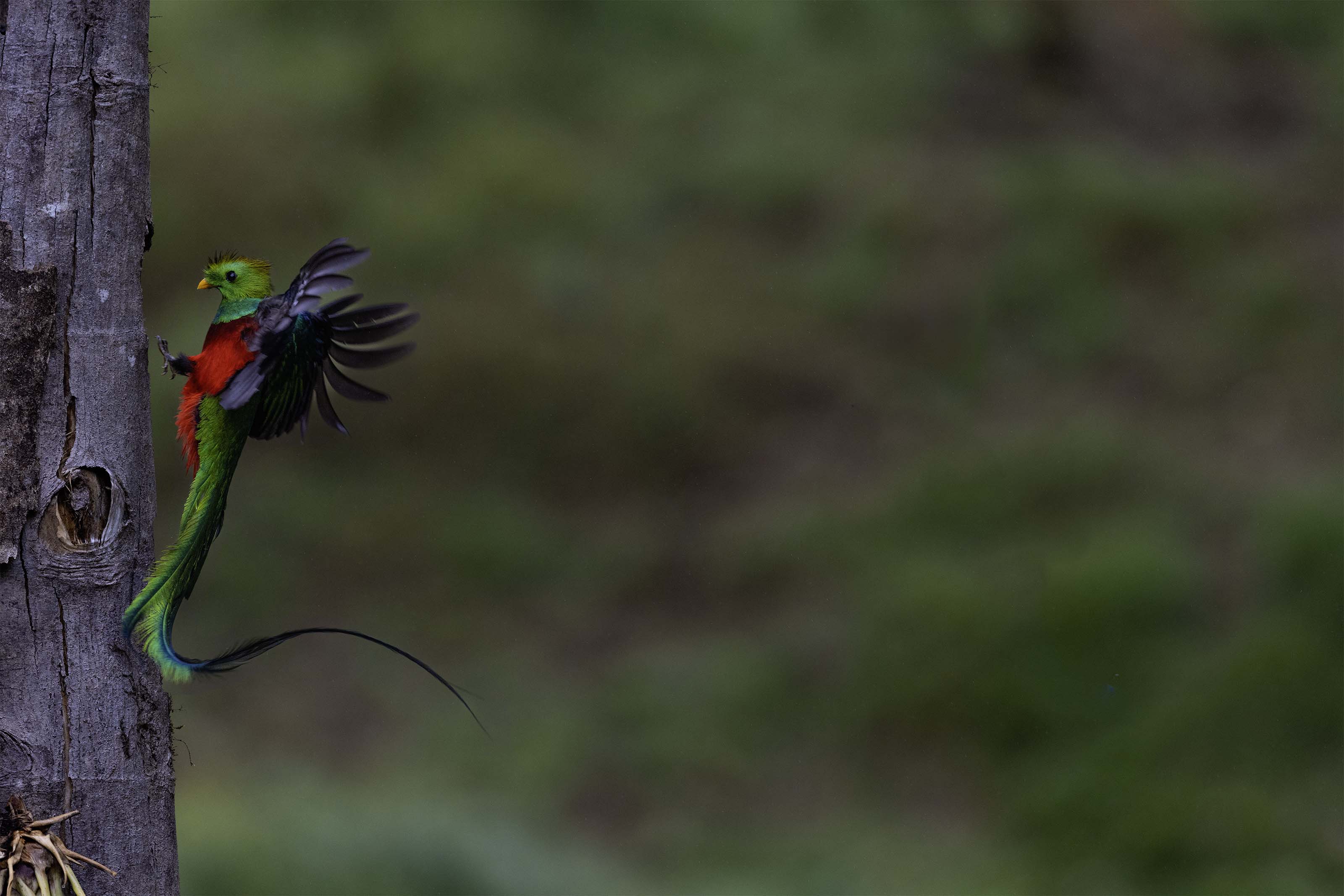 Resplendent Quetzal flight sequence, frame 6