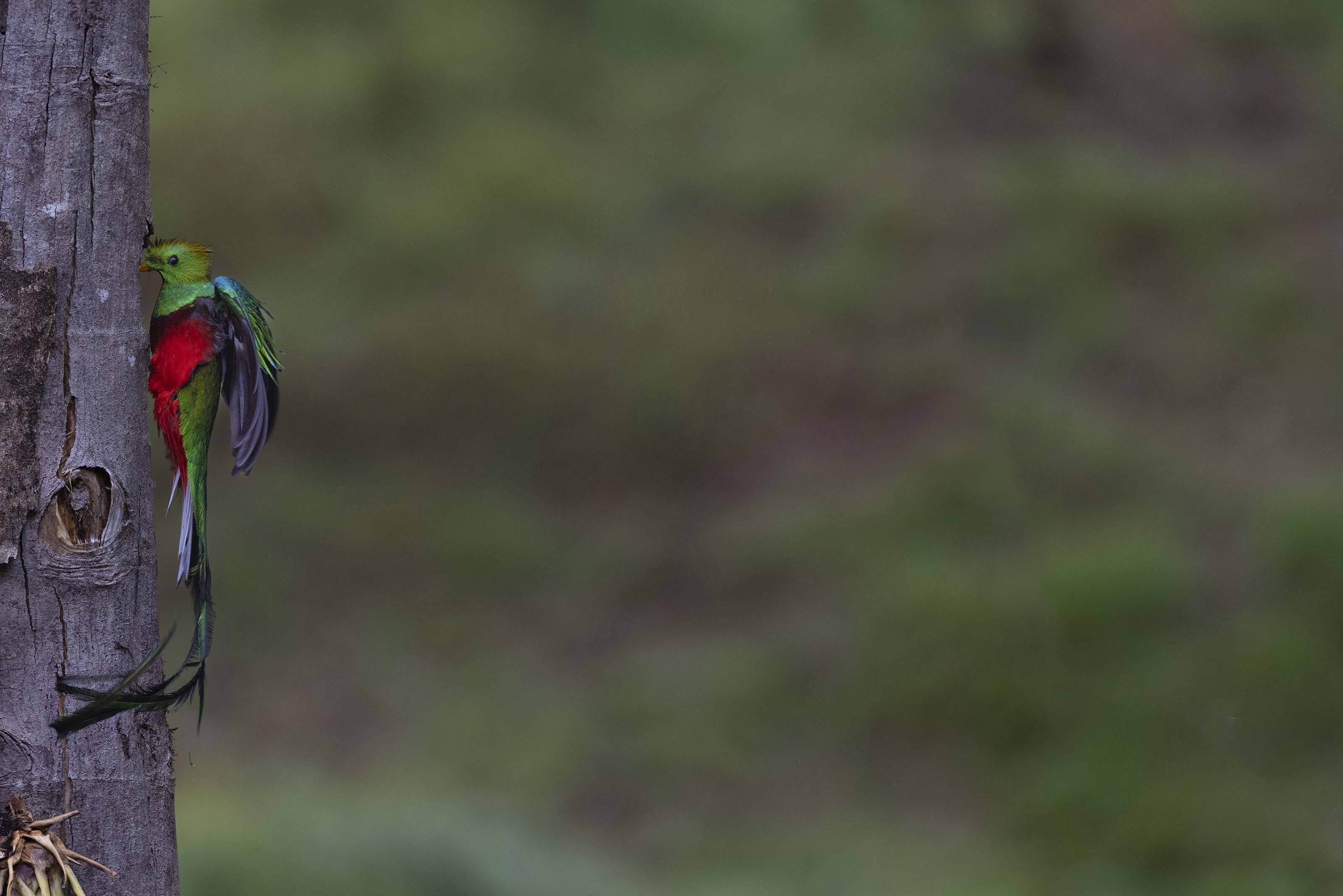 Resplendent Quetzal flight sequence, frame 7