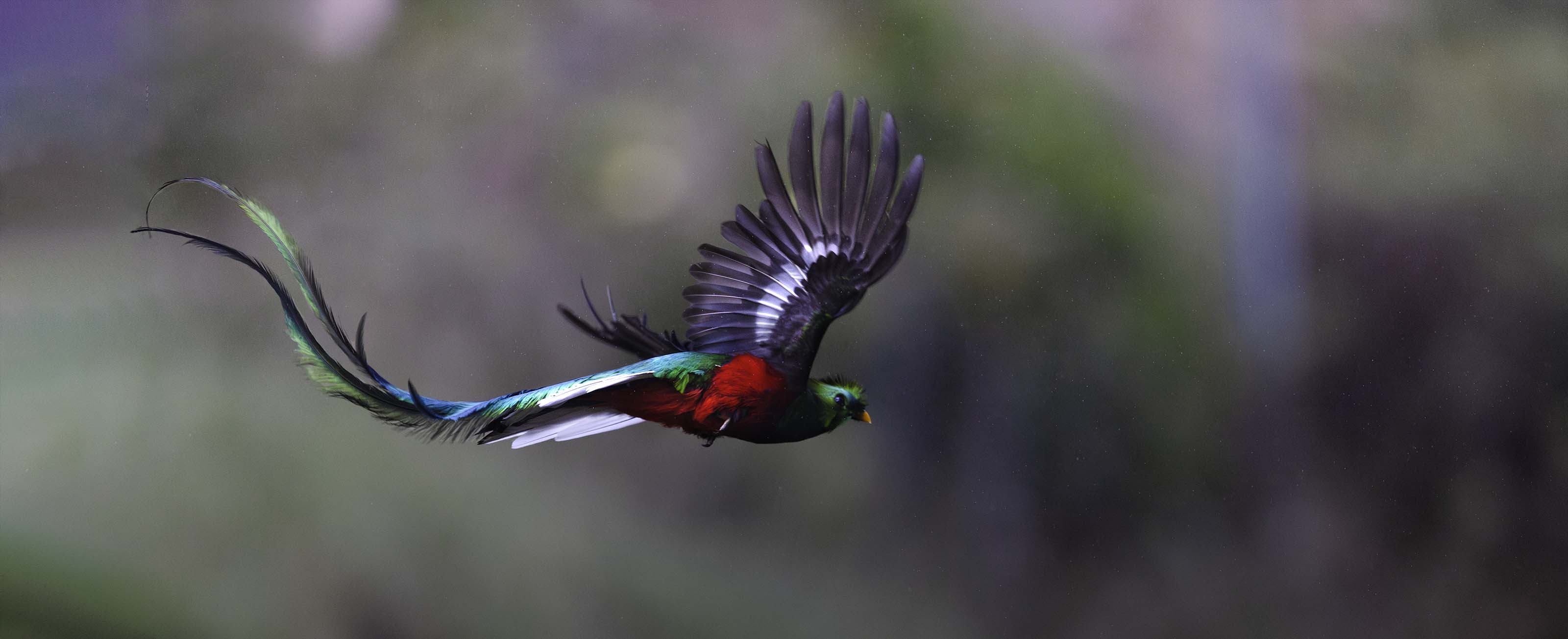 Resplendant Quetzal