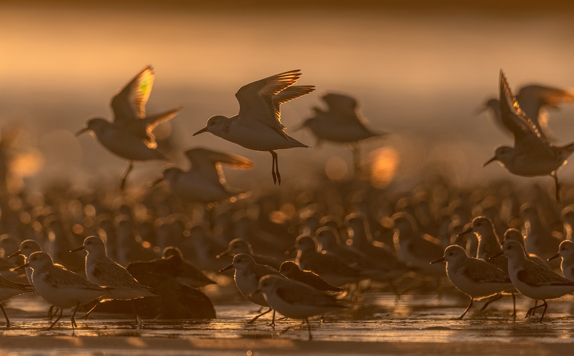 Sanderling flock